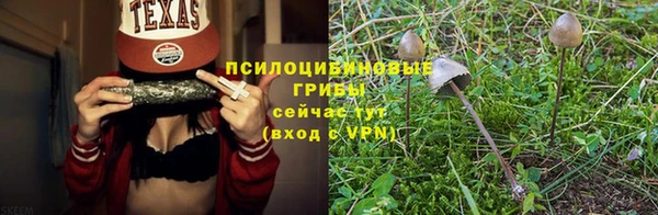 прущие грибы Медногорск